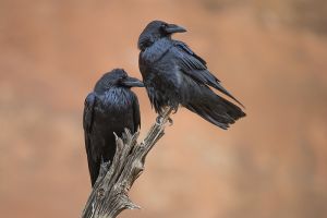 A-1816 Common Ravens 