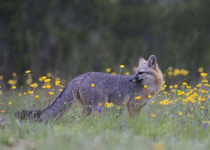 B-0684 Gray Fox 