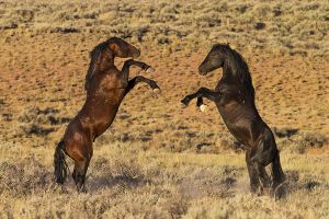B-0737 Wild Mustangs 