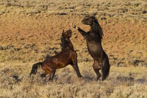 B-0739 Wild Mustangs 