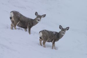 B-0743 Mule Deer  Doe & Fawn 