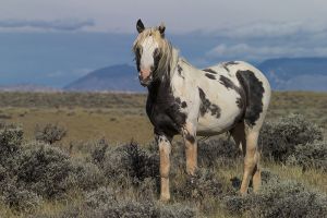 B-0751 Wild Mustang 