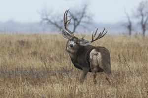 B-0768 Mule Deer Buck  