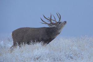 B-0770 Mule Deer Buck  