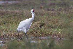 A-1951 Whooping Crane 