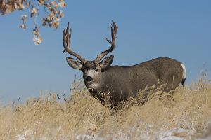 B-0775 Mule Deer Buck  