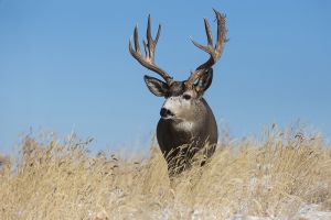 B-0776 Mule Deer Buck  