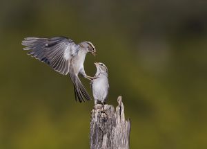 A-1890 Chipping Sparrows 