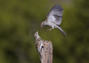 A-1891 Chipping Sparrows 