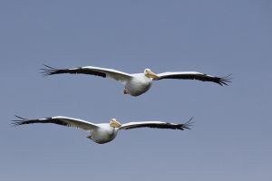 A-1947 White Pelicans 