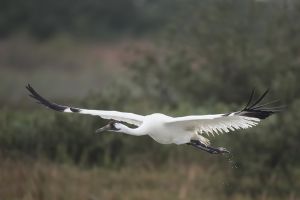 A-1945 Whooping Crane 