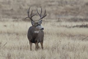 B-0779 Mule Deer Buck  