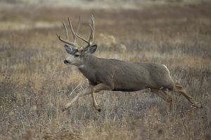B-0780 Mule Deer Buck  
