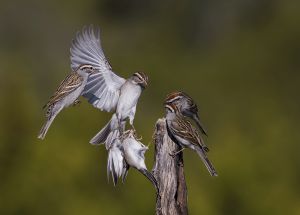 A-1900 Chipping Sparrows 