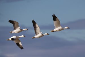 A-2010 Snow Geese  