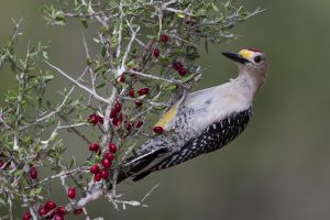 A-2012 Golden-fronted Woodpecker  