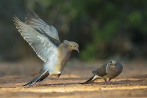 A-1925 Mourning Doves 