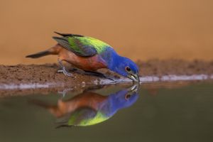 A-2013 Painted Bunting  