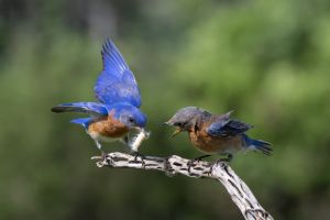 Eastern Bluebirds  