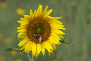 D-0184 Sunflower & Red Admiral Butterfly 
