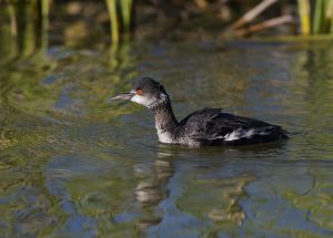 A-1937 Eared Grebe 