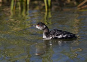 A-1938 Eared Grebe 