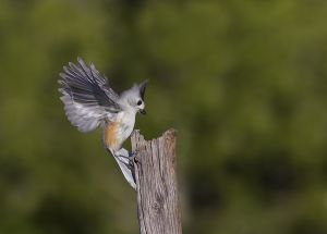 A-1941 Black-crested Titmouse 