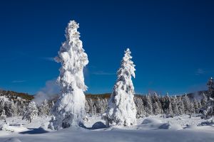 C-0494 Ghost Trees, Yellowstone National Park 