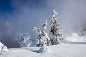 C-0501 Ghost Trees, Yellowstone National Park 