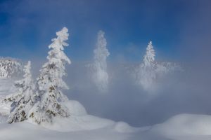 C-0502 Ghost Trees, Yellowstone National Park 