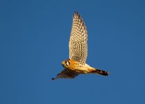 A-0200 Kestrel in Flight 