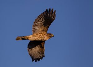 A-0304 Red-shouldered Hawk Hawk in Flight