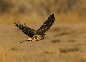 A-0031 Northern Harrier 