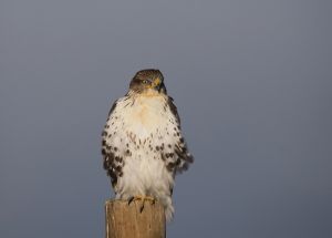 A-1164 Rough-legged Hawk 