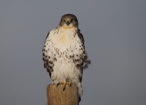 A-1165 Rough=legged Hawk 
