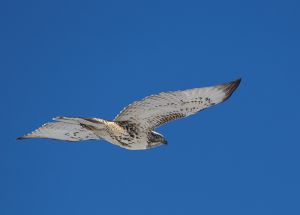 A-1179 Rough-legged Hawk 