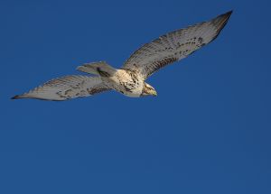 A-1180 Rough-legged Hawk 