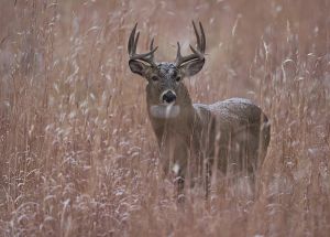 B-0428 Whitetail Buck  