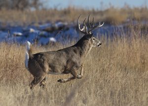 B-0430 Whitetail Buck  