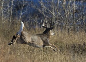 B-0431 Whitetail Buck  