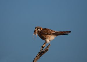 A-0326 Kestrel with Mouse Kestrel with Mouse, Bosque Del Apache, New Mexico, USA