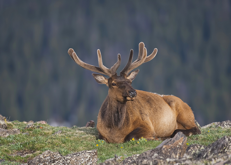 Nature Photography, Bill & Sharon Draker, Nature Photographers