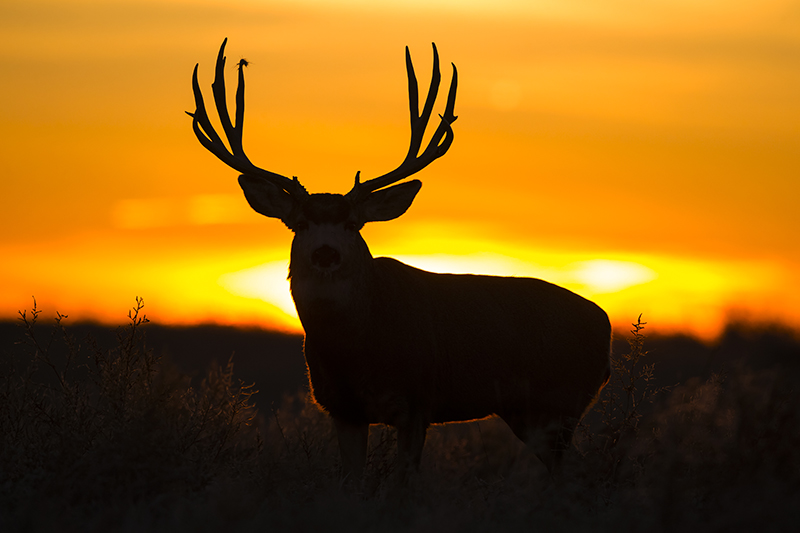 B-0385 Mule deer Buck Silhouette © Bill & Sharon Draker.